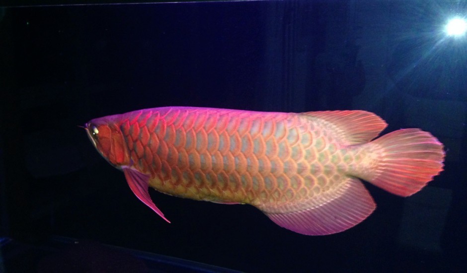 黄金红龙鱼悠然戏水图片