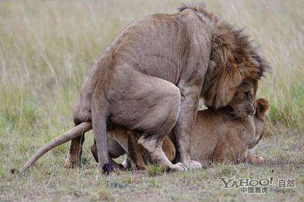 罕见的野兽性爱 近距离实拍犀牛交配过程