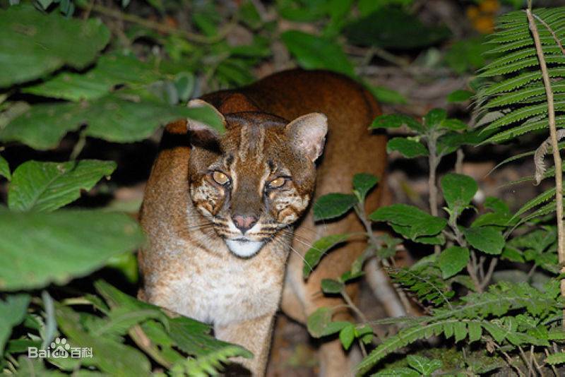 婆罗洲金猫野外狩猎图片