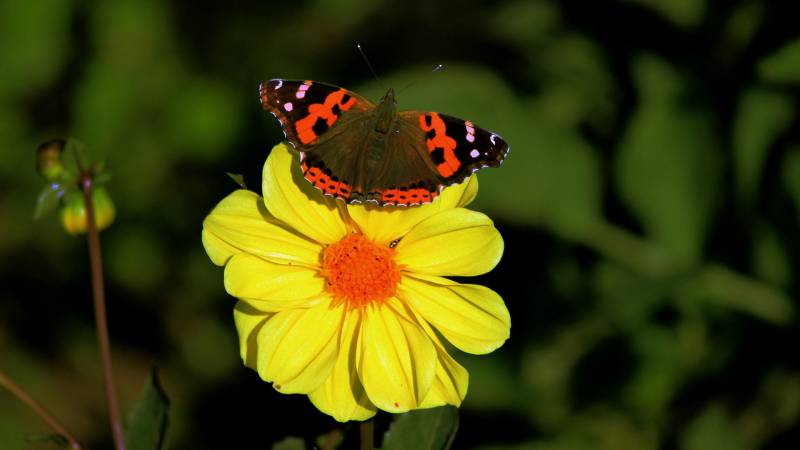 花丛中飞舞的蝴蝶图片