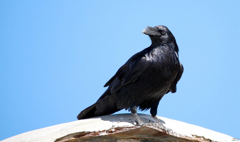 羽翼乌黑的高清乌鸦图片