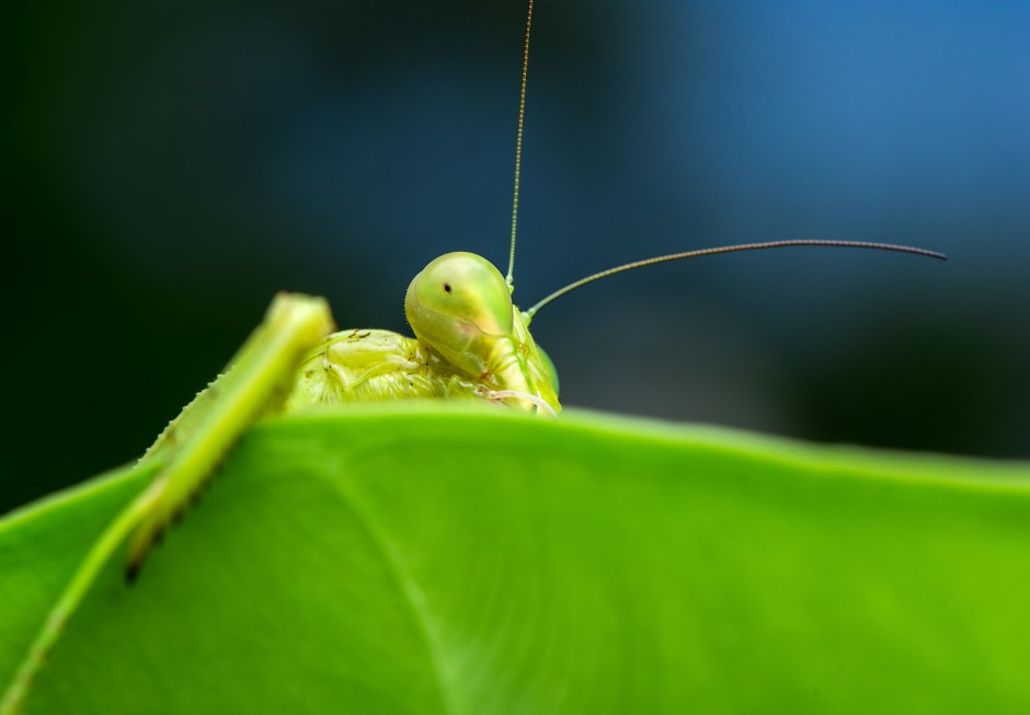 昆虫王者凶悍的螳螂高清图片