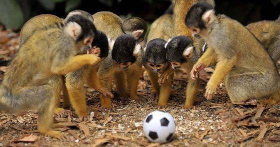 一群对足球充满好奇的猴子