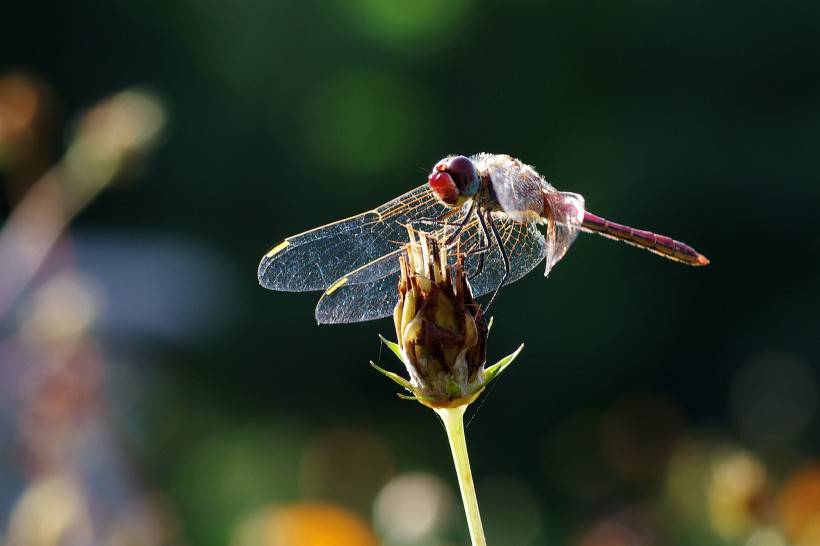枝头停住的红蜻蜓图片