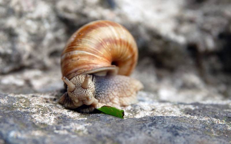 清新好看的蜗牛摄影图片