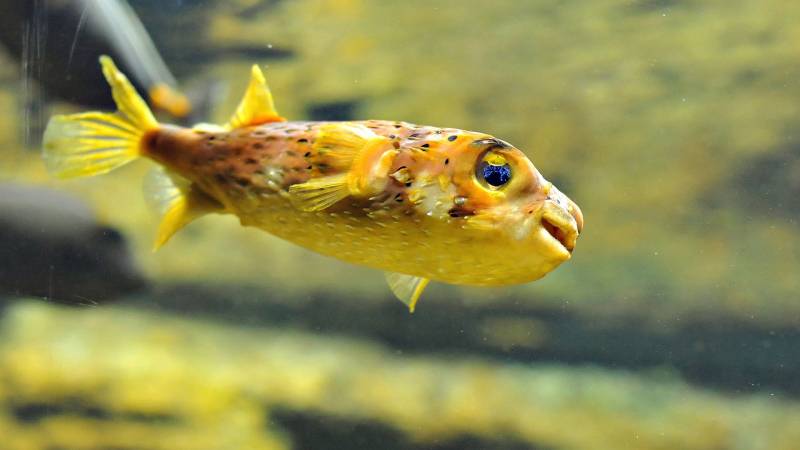 可爱好看的动物合集摄影图片