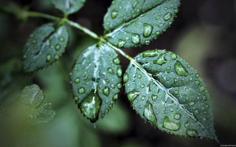 春满人间唯美意境风光高清图集