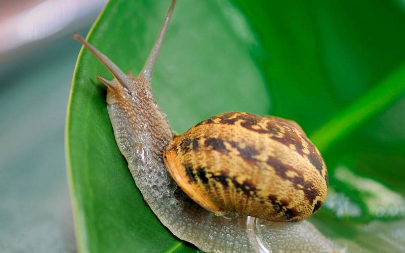 勤奋的蜗牛自然可爱高清图片
