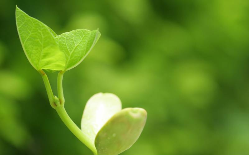 绿色护眼植物小芽电脑壁纸