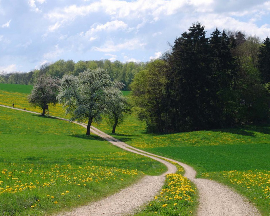 绿色草原风景图片美丽迷人