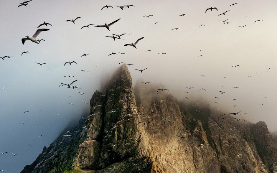 海边海鸥自由翱翔图片特写大全
