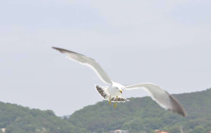 海鸥唯美高清图片