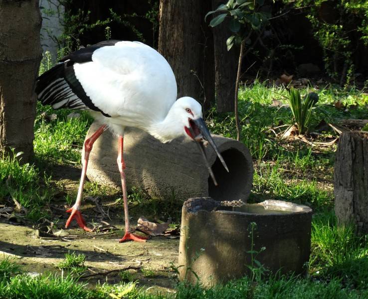 热带大型鸟类东方白鹳图片