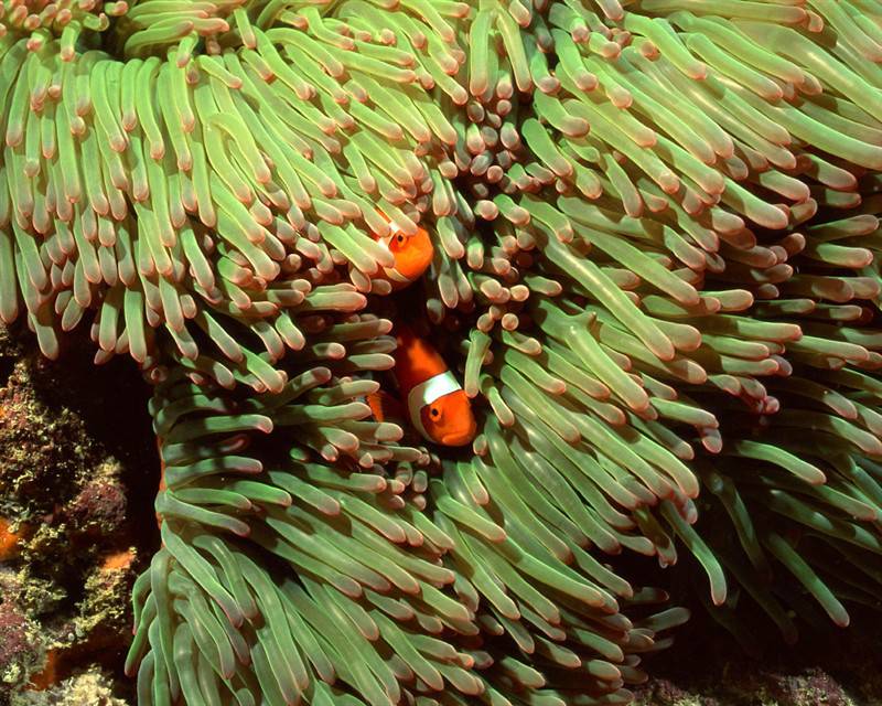 小丑鱼海葵海洋动物图片合集