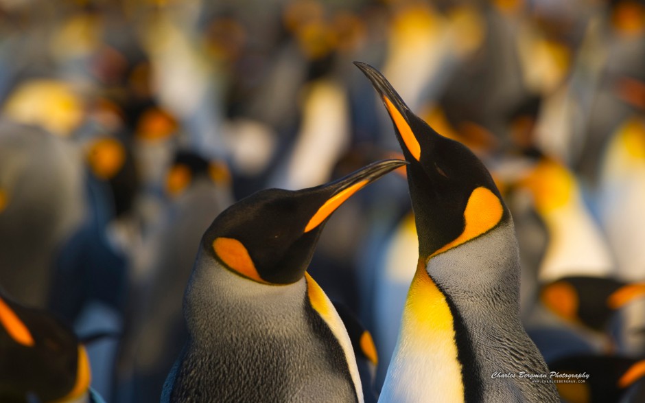 可爱南极小企鹅图片特写