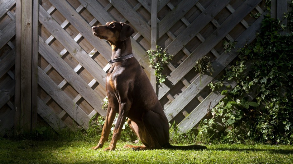 威猛高大的德国杜宾犬图片