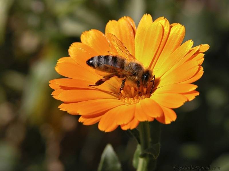 瞬间捕捉蜜蜂采食花粉高清壁纸