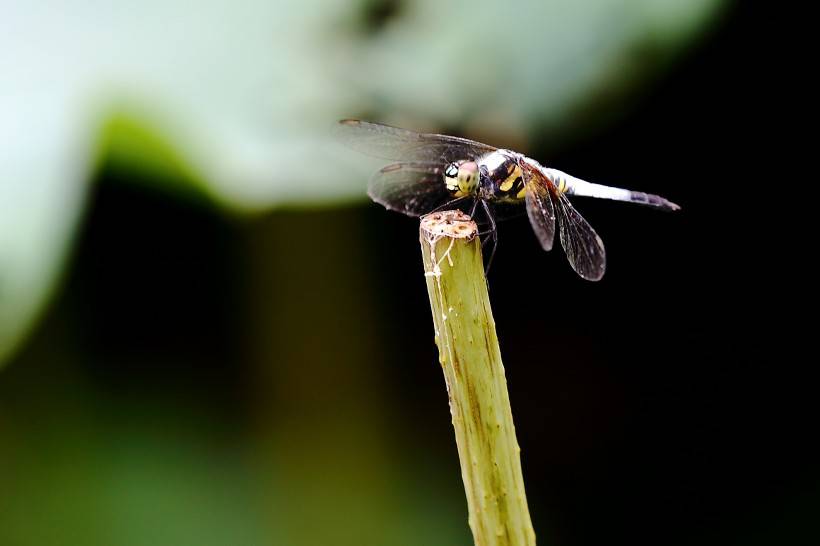 荷塘公园蜻蜓图片高清特写