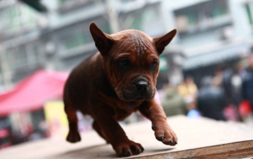 川东猎犬幼犬蹒跚学步图片