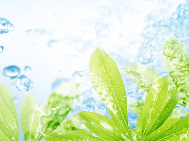 生机勃勃大自然绿叶精美壁纸