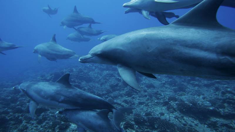 海龟海星海底世界的生物图片