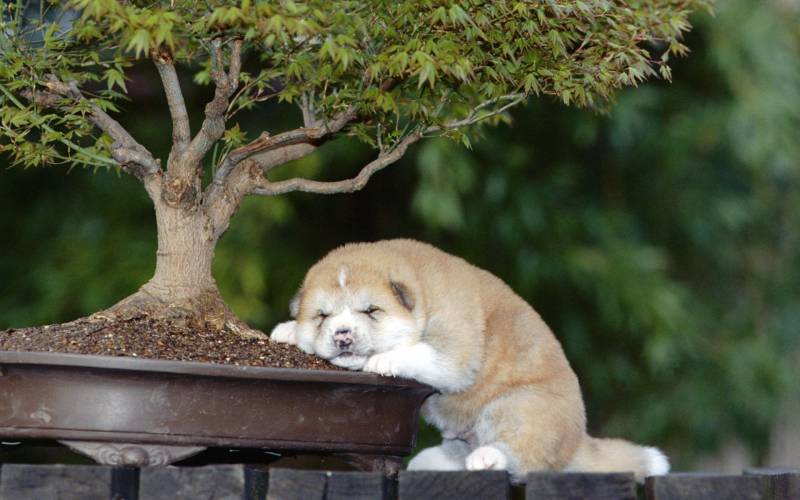 秋田犬嬉戏玩耍可爱高清桌面动物壁纸