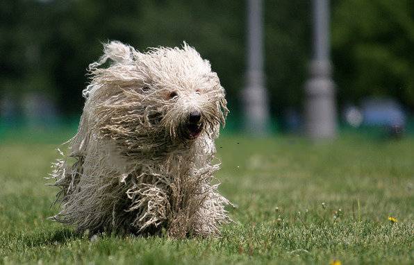 可蒙犬草地欢乐奔跑图片