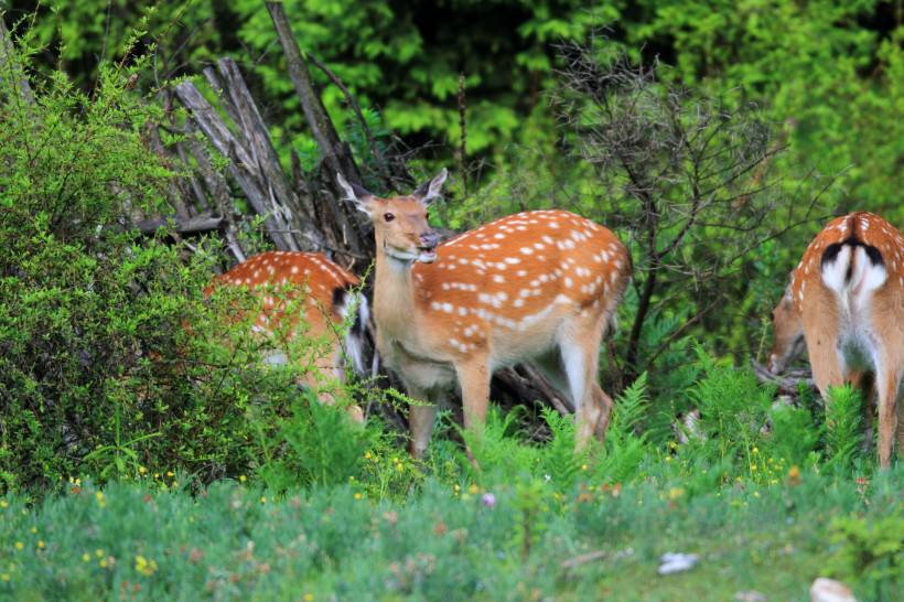 梅花鹿图片唯美森林动物壁纸