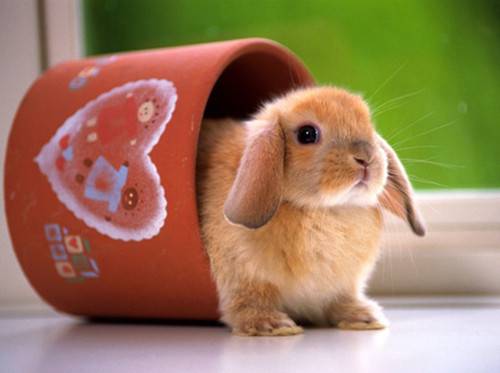 超可爱的小兔子卖萌图集