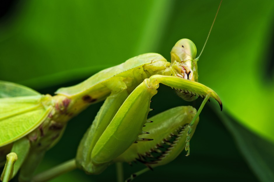昆虫王者凶悍的螳螂高清图片