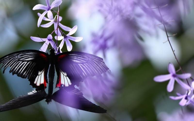 树林里的美丽蝴蝶精美高清摄影图集