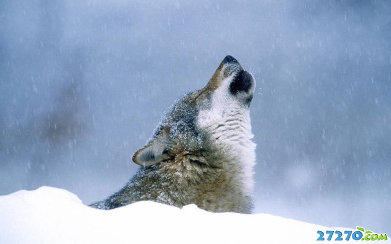 森林之狼 狼的写真