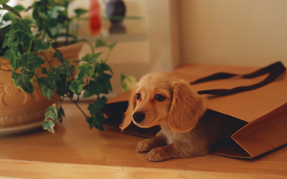 小型腊肠犬图片俏皮写真集锦