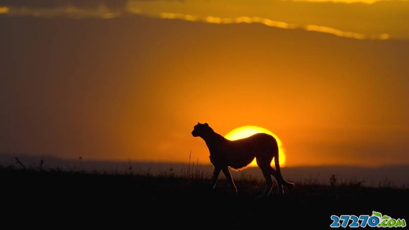 太自然的动物 动物特写