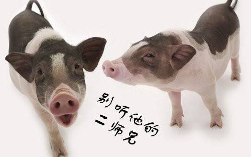 可爱动物搞笑文字配图精选