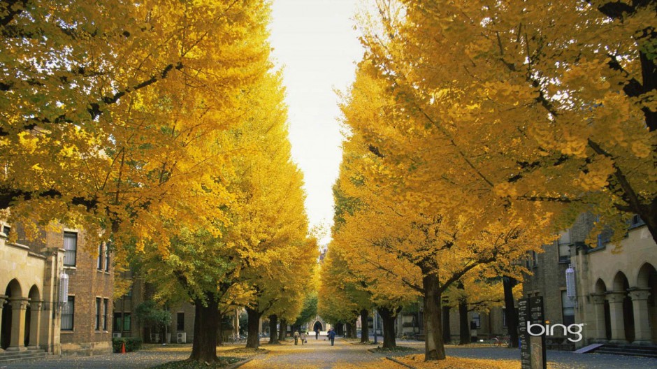 秋天树林风景图片素材欣赏