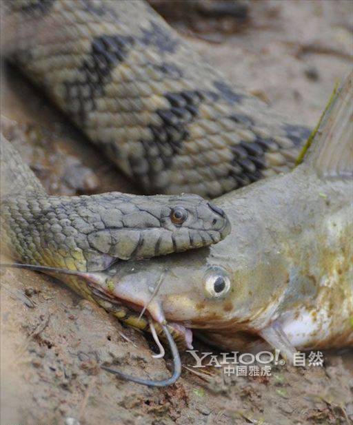 巨蟒河中捕食大鲶鱼 身体太滑无从下口