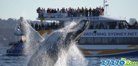 座头鲸群大规模迁徙 途径城市引游客围观