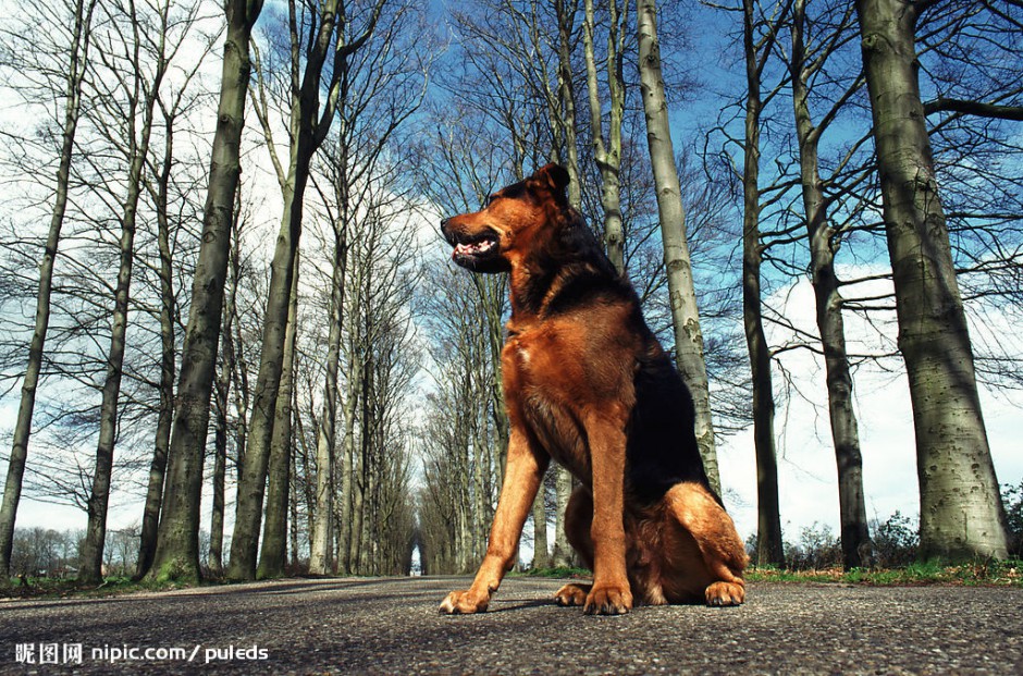 忠诚勇敢的德国狼犬图片