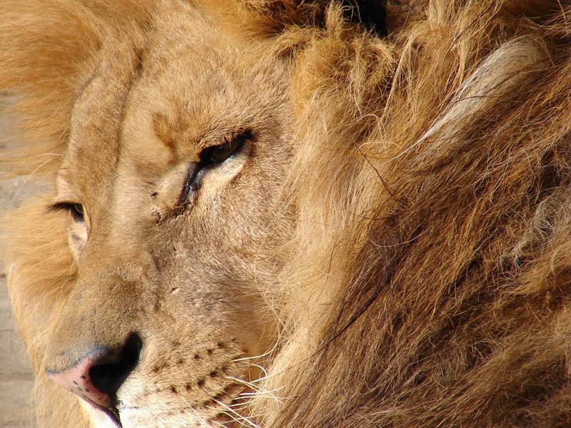 老虎狮子野生食肉动物图片合集