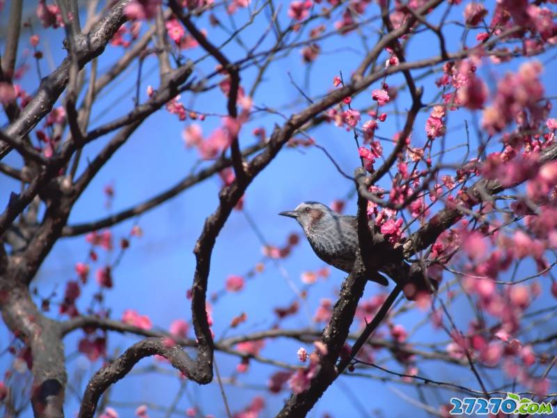 特写可爱的小鸟