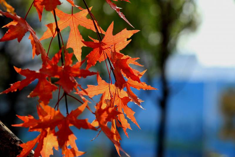 秋天落叶飘飘高清风景壁纸