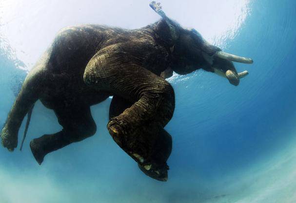 最后一头水中游泳大象：古老文化成过去