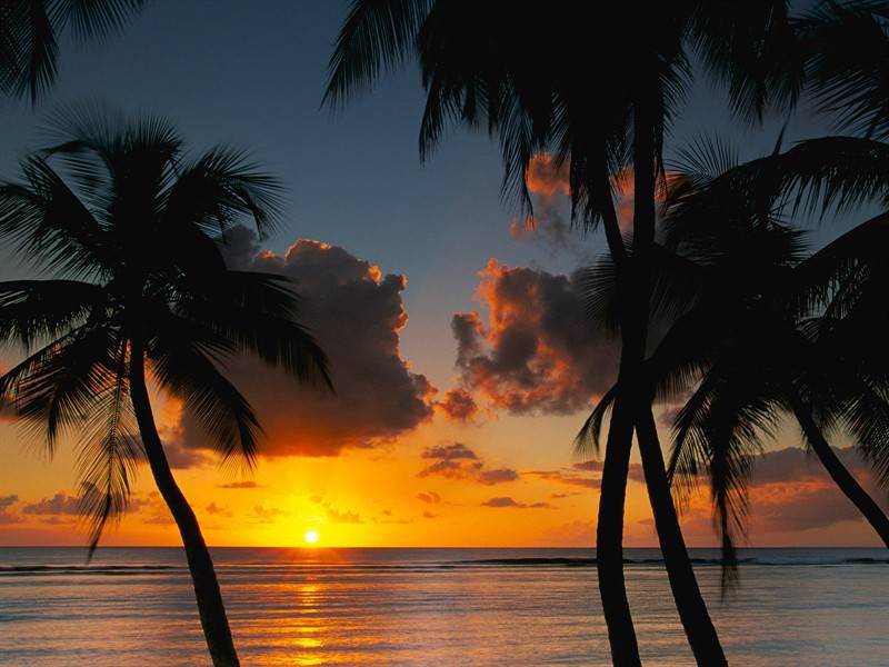 日落晚霞海滨椰林唯美景色