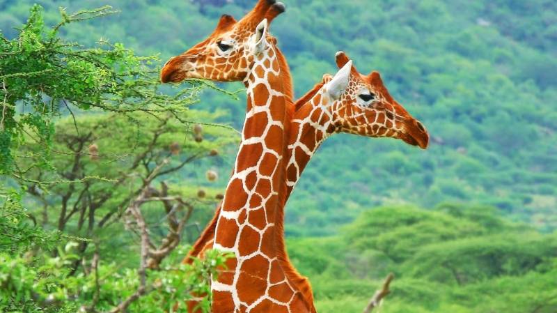 自然界颜色绚丽的动物高清组图