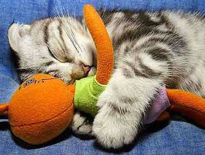 猫咪奇葩睡觉图片惹人笑
