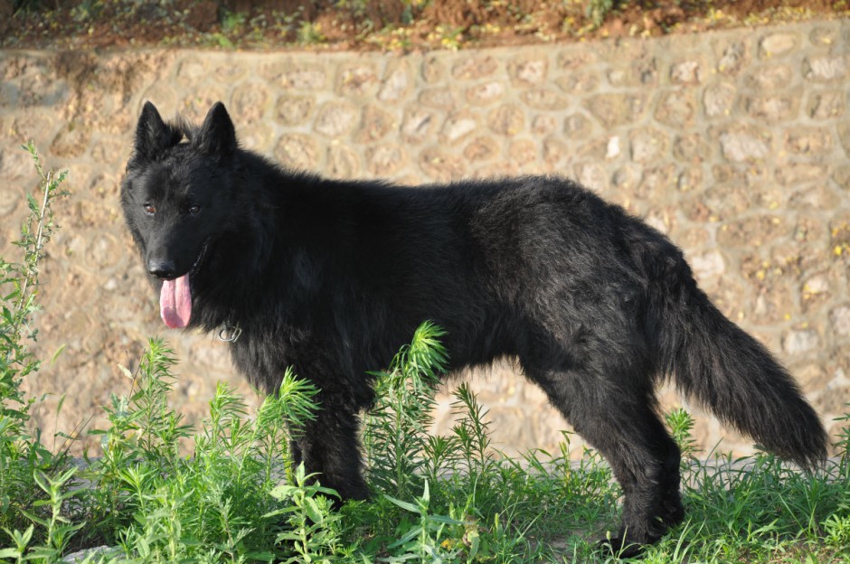 眼神凶猛霸气的长毛比利时牧羊犬图片