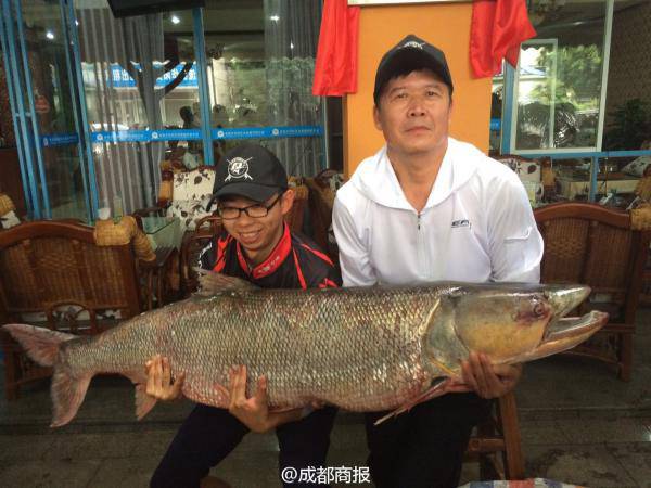 父子钓起百斤鳡鱼 系长1.63米的肉食凶猛鱼类