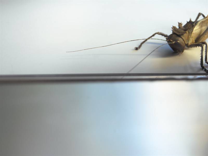 动物界千奇百怪的野生动物图片