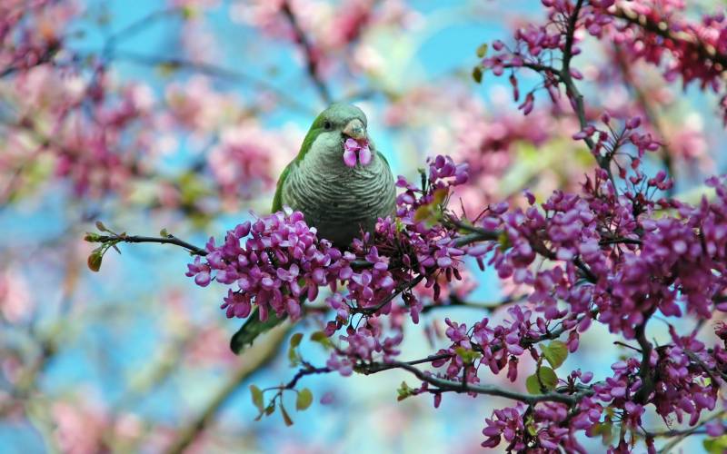 鸟语花香的春日浪漫自然界风景